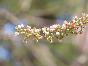 Indische wierook bij artrose