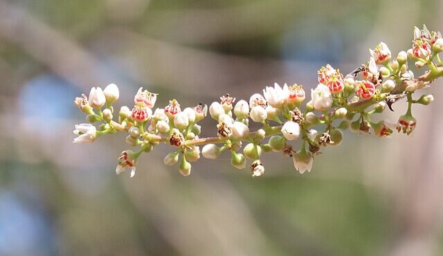 Indische wierook bij artrose