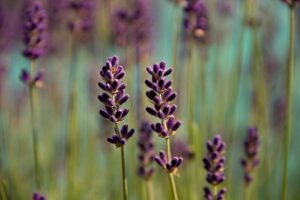 Lavendel bij gordelroos