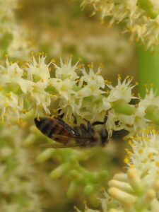 zaagpalm en brandnetel bij prostaatvergroting