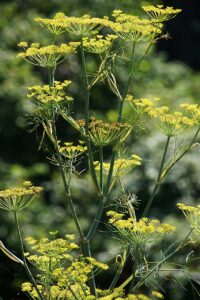 synergie tussen lavendel en venkel