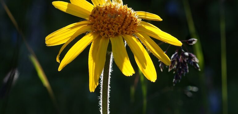 Klimaatverandering en arnica