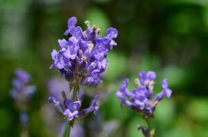 Lavendel bij post-covid