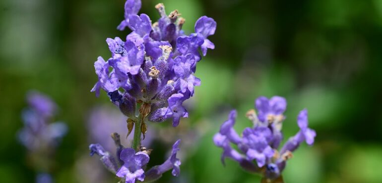 Lavendel bij post-covid