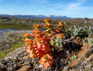 rhodiola-rosea-en-postviraal-syndroom