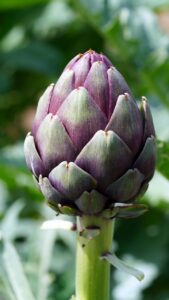 Artisjok voor gewichtsverlies