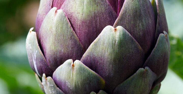 Artisjok voor gewichtsverlies