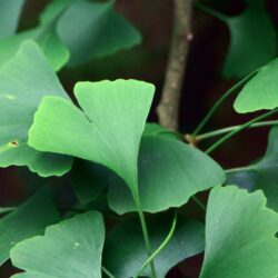 Interacties anticoagulantia met fytotherapie