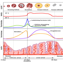 vrouwelijke cyclus en vruchtbaarheid