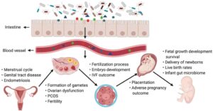 invloed darmicrobioom op cyclus en vruchtbaarheid