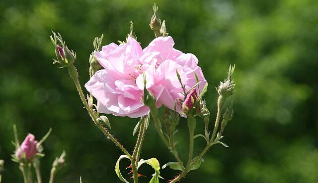 Menopauze klachten rosa damascena