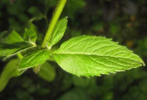 Pepermuntolie bij prikkelbare darm