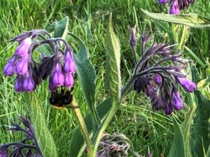 valkruid en heelbeen