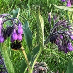 valkruid en heelbeen